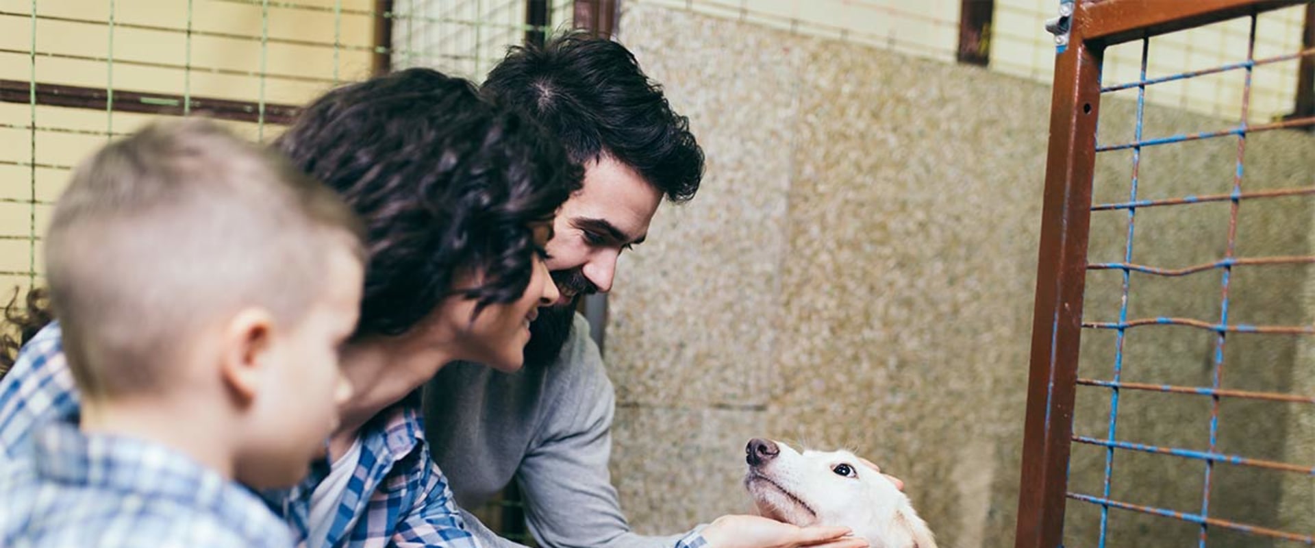 Making a Difference: Animal Welfare Charities in Northern Virginia